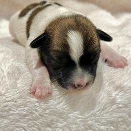 German Shorthaired Pointer and Russell Terrier Puppies from Charnobragan Acres