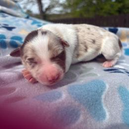 Jenny - Red merle female Border Collie puppy in Chattanooga, Tennessee from Ross Vegas Kennels
