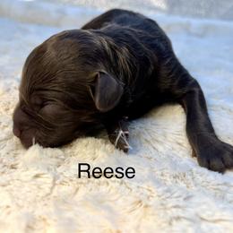 Reese - Chocolate female Goldendoodle puppy in New Ringgold, Pennsylvania from Hawk Mountain Doodles