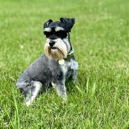 Zoe - Miniature Schnauzer