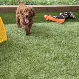 Ash - Red  male Poodle puppy in Mount Vernon, Illinois from AMC Poodles