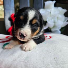 Arlo - Black tri male Miniature Australian Shepherd puppy in Dunnellon, Florida from Ever After Mini Aussies