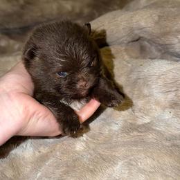 Sid - Chocolate male Pomeranian puppy in Angleton, Texas from Pomeranian Palace, LLC