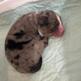 BMF - Blue merle female Miniature Australian Shepherd puppy in Corydon, Indiana from Arbuckle’s Lookin Good Aussies (LGA)