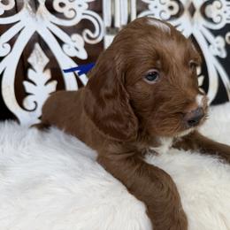 Goldendoodle and Poodle Puppies from Northern Heart Standards