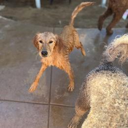 Evie - Golden female Golden Retriever puppy in Escondido, California from Sandy Acres Golden Retrievers
