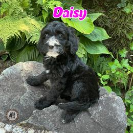 Daisy - Black and white female Bernedoodle puppy in Banner Elk, North Carolina from Walnut Tree Bernedoodles