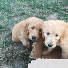 Goldendoodle Puppies from Lu Doodles