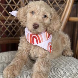 Goldendoodle puppies from Owen-a-Doodle