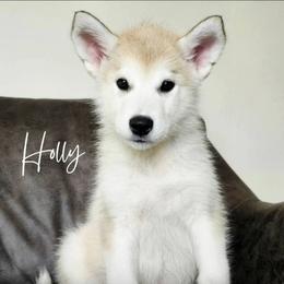 Holly - Sable and white female Alaskan Malamute puppy in Brookwood, Alabama from Sunset Malamutes