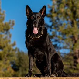 Finn - German Shepherd