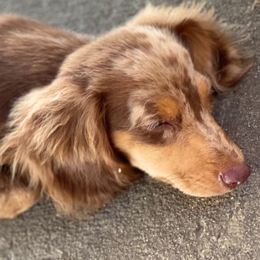 Aussiedoodle, Australian Shepherd, Dachshund, and Miniature Australian Shepherd Puppies from Bline’s Awesome Aussies at the Bline Family Farm