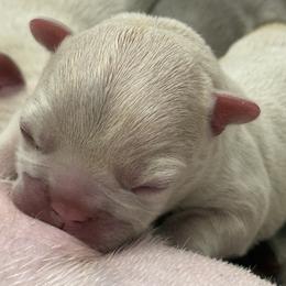 Boy 1 - male French Bulldog puppy in York, South Carolina from Furevermore Boxers and Furevermore Frenchies