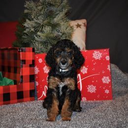 Dancer-  G1 Blue female - Phantom female Poodle puppy in Nelson, Missouri from MD Triple Creek Ranch