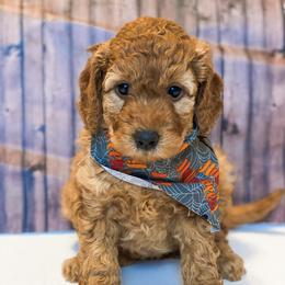 Goldendoodle Puppies from Zink Doodles