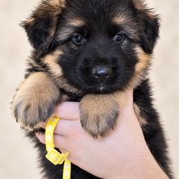 Yellow girl - Black and red female German Shepherd puppy in Johnstown, Ohio from Vom Haus Neufus