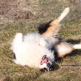Australian Shepherd Puppies from Platinum Edition