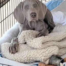 Weimaraner Puppies from Greyborn Weimaraners