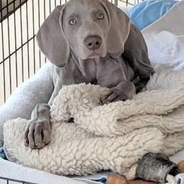 Weimaraner Puppies from Greyborn Weimaraners