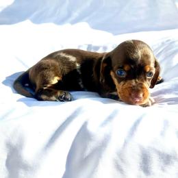Pink - Dapple female Dachshund puppy in Silver Springs, Florida from DeMarsh's Dachshunds