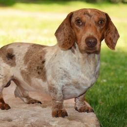 Waylon - Dachshund