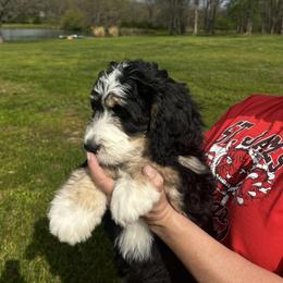 Peeps - Tri-color female Bernedoodle puppy in St. James, Missouri from Backwoods Bernedoodles