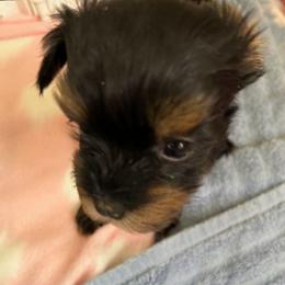 Girl 2 - Black and tan female Havanese puppy in Melba, Idaho from Lawson Havanese
