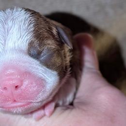 Girl 1 - Red female Boston Terrier puppy in Kingsport, Tennessee from Sleepwalker Bostons