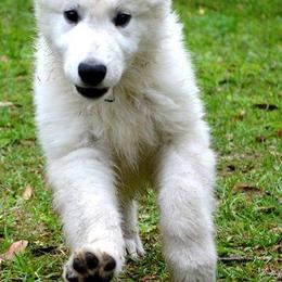 Berger Blanc Suisse and German Shepherd Puppies from Vom Hundhaus German Shepherds