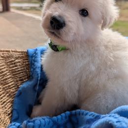 Monty - White male German Shepherd puppy in Weatherford, Texas from Haven Farm