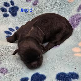 Boy 1 - Black male Shih Tzu puppy in Oakville, Washington from Garrard Creek Shih Tzus