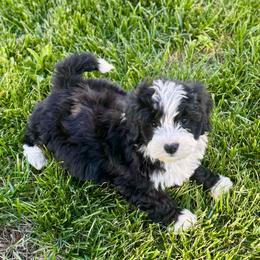 Boy 1 - Black and white male Bernedoodle puppy in Russiaville, Indiana from Pleasant Creek Minibernedoodles