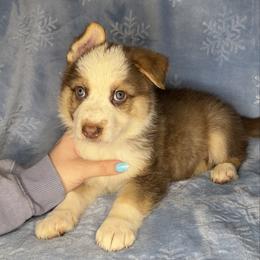 Red Color - Panda male German Shepherd puppy in Marion, Ohio from Legacy K9’s