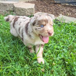 Emmory - Red merle female Australian Shepherd puppy in Marengo, Indiana from J&J Kennel