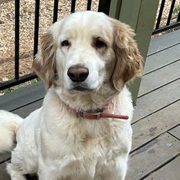 Faith - Saint Berdoodle