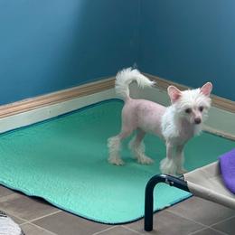 Sunny - Palomino female Chinese Crested puppy in Blue Earth, Minnesota from Ciao Bella Chinese Cresteds