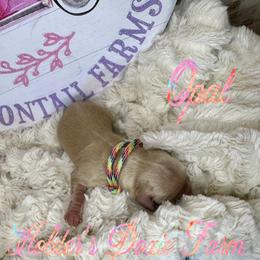 Opal - Dachshund puppy from Holder’s Doxie Farm