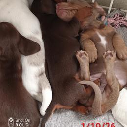 Dachshund Puppies from Wilson's Kennels