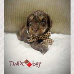 TWIX - Brown and white male Aussiedoodle puppy in Houston, Texas from Jomelkin Furry Pals