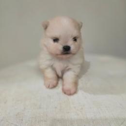 Chunker - Cream male Pomeranian puppy in Placer County, California from Lilmonster Pomeranians