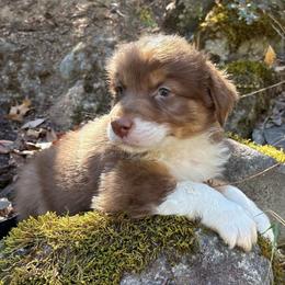 Zorro - Red tri-color male Australian Shepherd puppy in Grants Pass, Oregon from Carmel Mountain Aussies