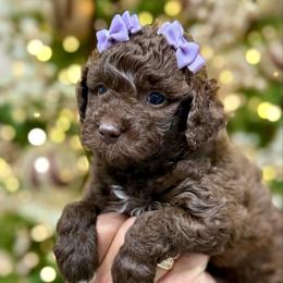 KitKat - Chocolate female Goldendoodle puppy in Miami, Florida from Jade’s Paws & Co. Of Miami LLC