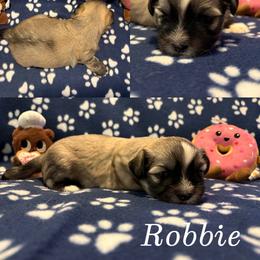 Robbie - Cream male Lhasa Apso puppy in Cincinnati, Ohio from Shangri-La Lhasa Apsos