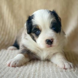 Jasper - Blue merle male Miniature Australian Shepherd puppy in Wesley Chapel, Florida from August Oaks Aussies