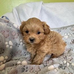 Boy 2 - Gold male Shihpoo puppy in Cedar Springs, Michigan from Pridespoodles