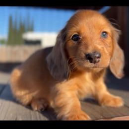 Little Max - Dapple male Dachshund puppy in Chino Hills, California from Wooofyland LLC