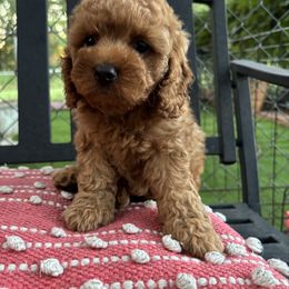 Joey - Red male Cockapoo puppy in Bristow, Oklahoma from 10-Acre Woods Cockapoos