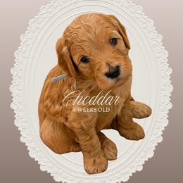 Cheddar - Red  male Goldendoodle puppy in Garden Grove, California from Sunkissed Doodles
