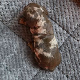 Tortellini - Dapple female Dachshund puppy in Arizona from Tps Teeny Weins