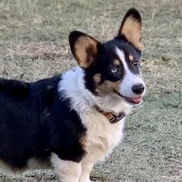 American Corgis, Pembroke Welsh Corgis, and Toy Australian Shepherds from King of Hearts Corgis